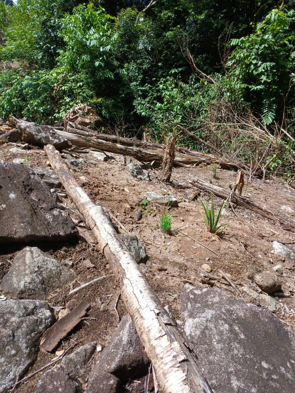 UPAm Desengano identifica corte de árvores degradando um hectare de área em Trajano de Moraes 